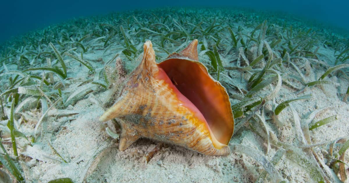 Woman's Reaction to Discovering Perfect Conch Shell on Ocean Floor is ...